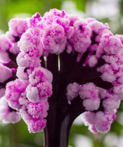 ماکت جادویی درخت ساکورا کد 582 13 ماکت جادویی درخت ساکورا